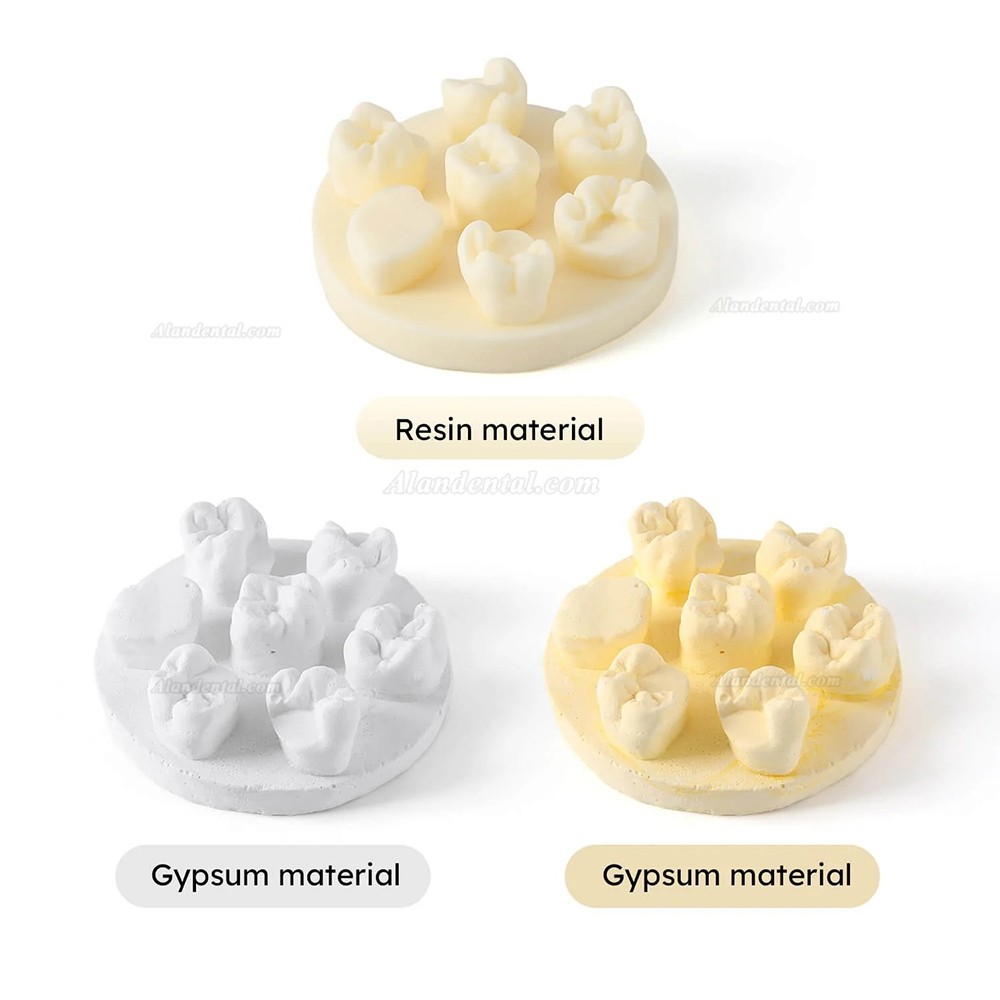 3Pcs/Bag Dental Tooth Morphology Practice Model U6/L6/U4 Positions Training Kit (Gypsum/Resin)